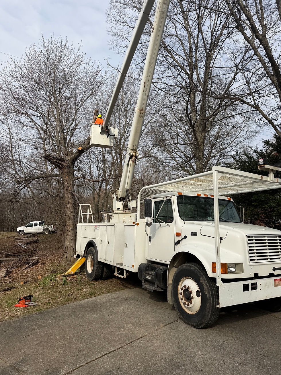 Tree service bucket truck cutting down tall trees.