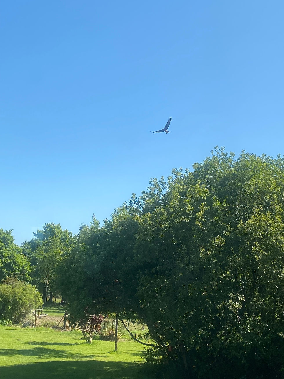 Red KIte.jpg