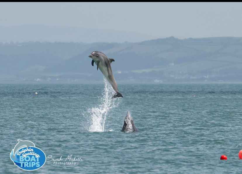 Dolphin's in New Quay_edited.jpg