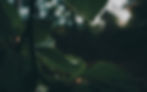 laurathaller-background-leaves.jpg