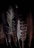 Thumbnail: Vermont Feathers