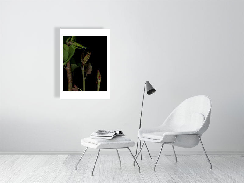 Thumbnail: Knot weed