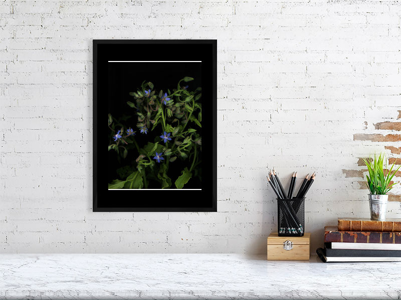 Thumbnail: Borage