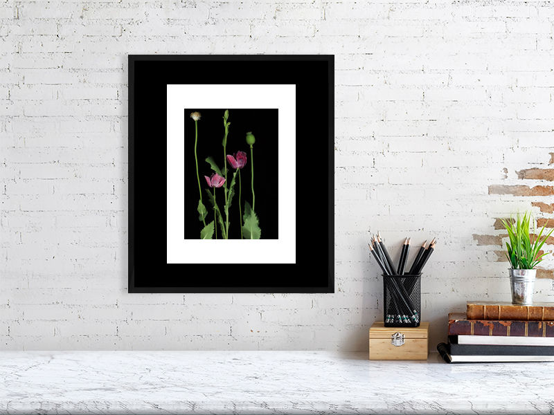 Thumbnail: Somniferum popivarium