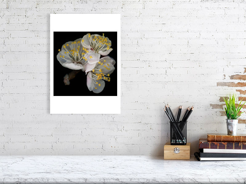 Thumbnail: Apricot Flowers