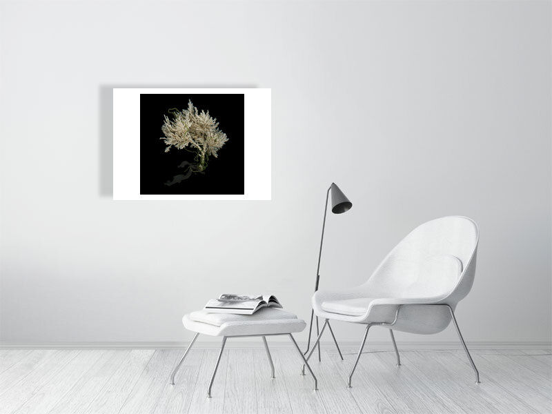 Thumbnail: Maine Seaweed Project
