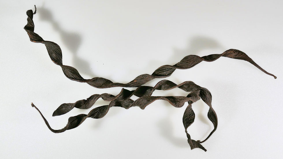 twisted seeds.jpg