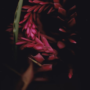 Plant Portraits
