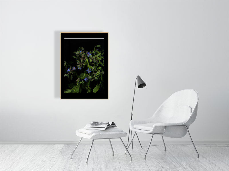 Thumbnail: Borage