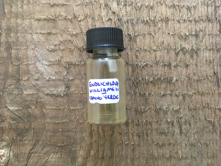 Rare Moena Variety Oil, Peru 2019