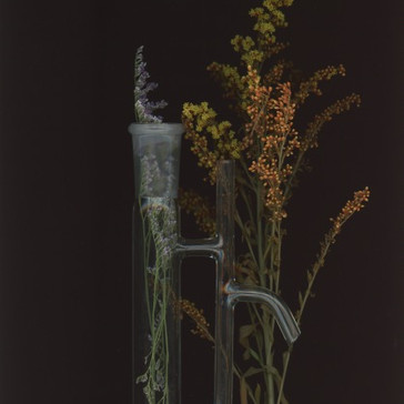 Tracing Plant Alchemy