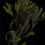 Thumbnail: Seaweed Maine
