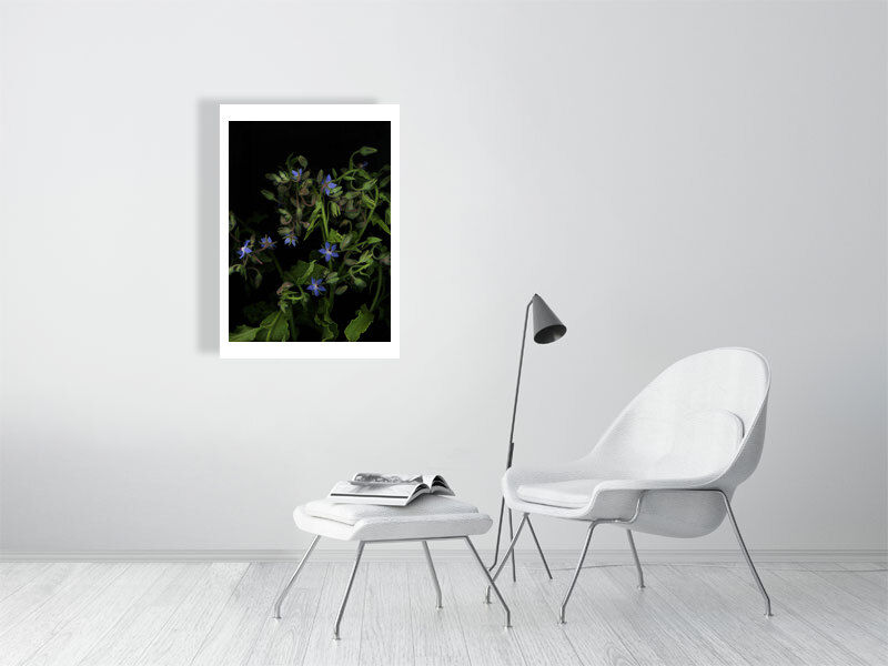 Thumbnail: Borage