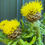 Thumbnail: Basket Flower