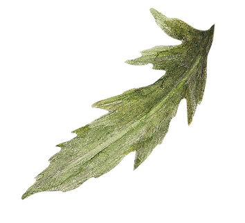 Leaf _edited.png