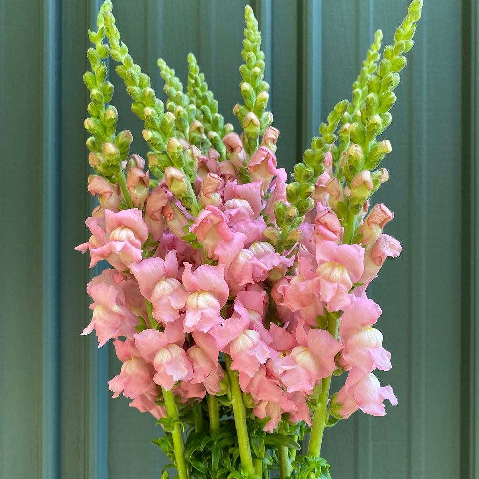Snapdragon - Pink