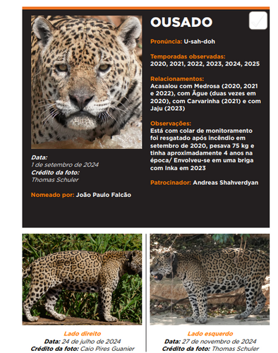Guia de Campo das Onças Pintadas - Versão em Português | Jaguar ID