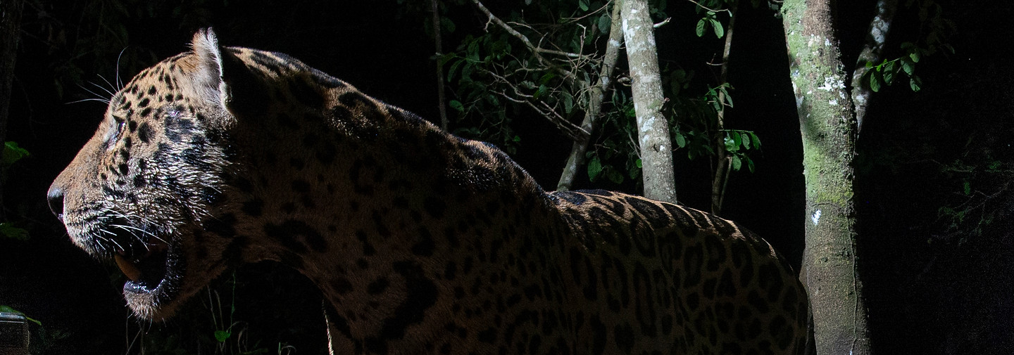 GRID_Camera_Trap_Jonas_Steiner_JIP-6_watermarked.jpg