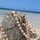 Thumbnail: Pearl necklace on coral against beach background, sea in a sunny day.
