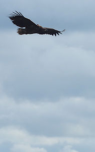 Ireland White tailed Sea Eagle by Neil Kelly.JPG