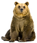 Bear_4.png