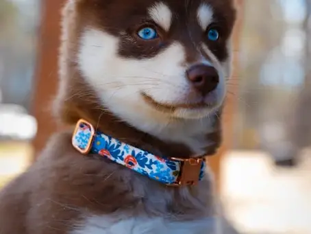 Franklin Pet Food : retour honnête après test avec Beluga