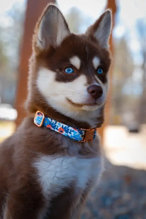 Franklin Pet Food : retour honnête après test avec Beluga