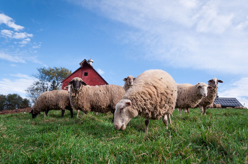 Farmstead Creamery producing sheep cheese Fairy Tale Farm Bridport