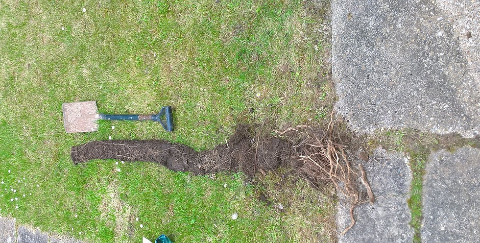 7ft Root Clump Removed from a Drain