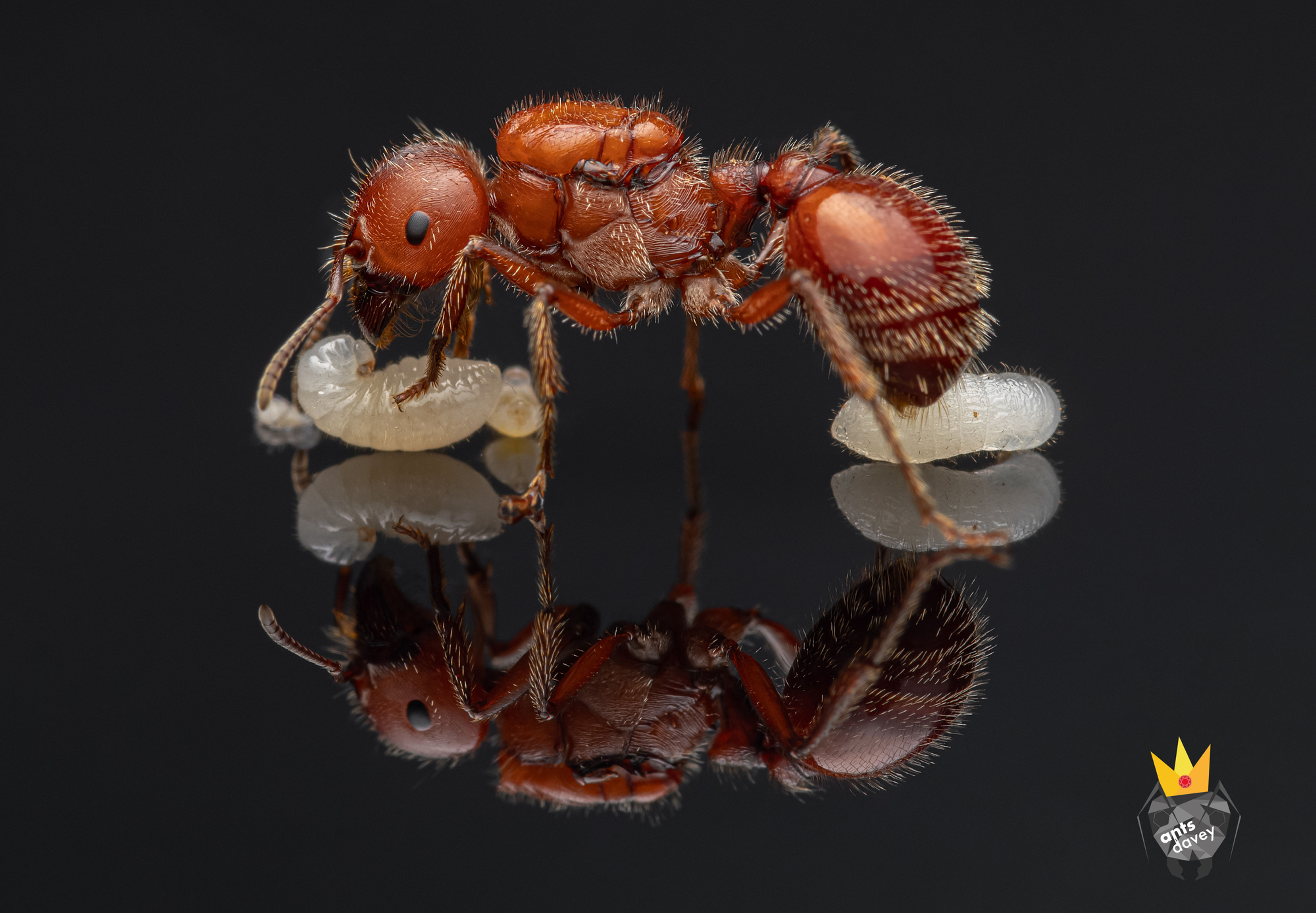 Pogonomyrmex barbatus (Red  Harvester Ant)