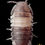 Thumbnail: Panda king isopod top down view