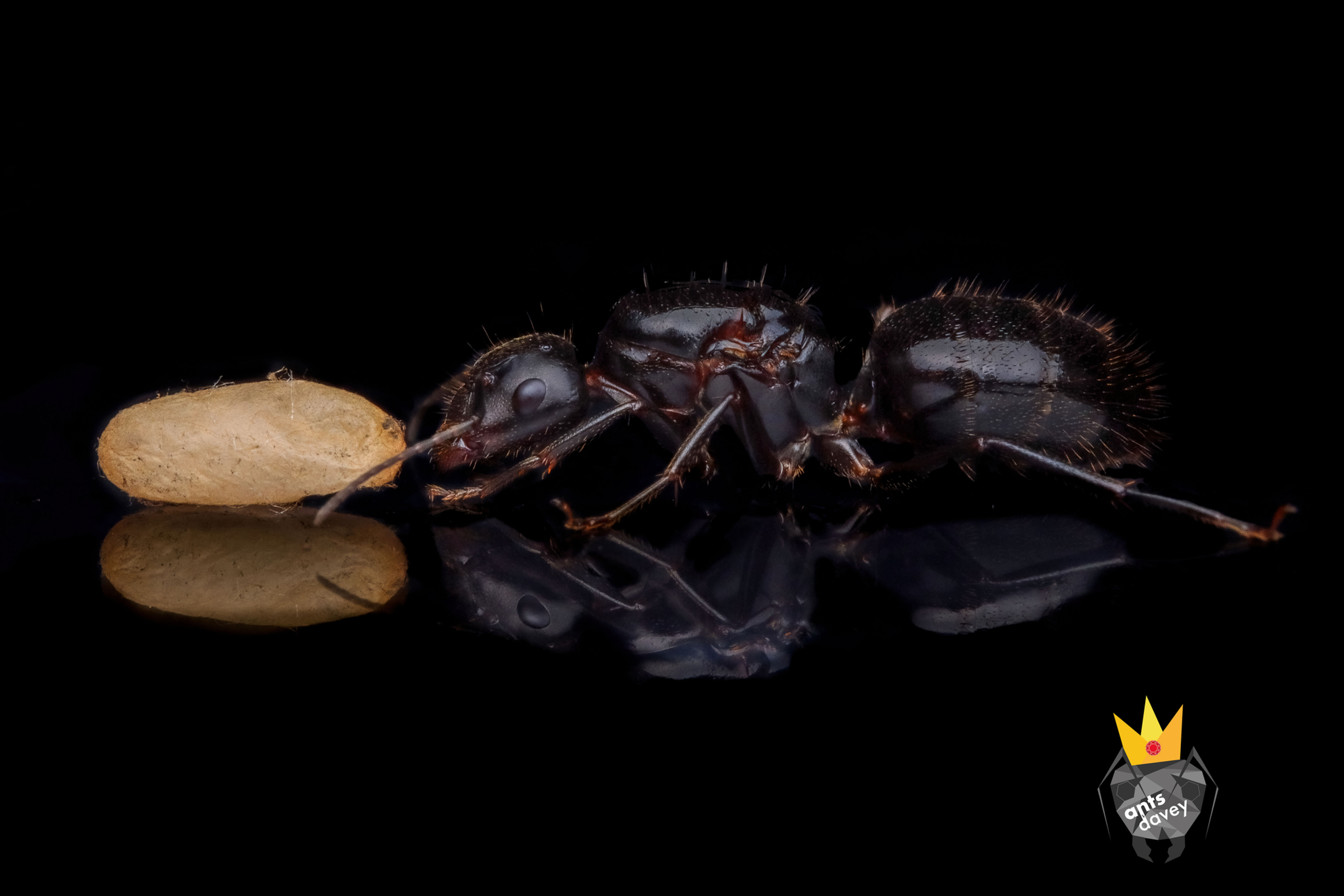 Camponotus aethiops