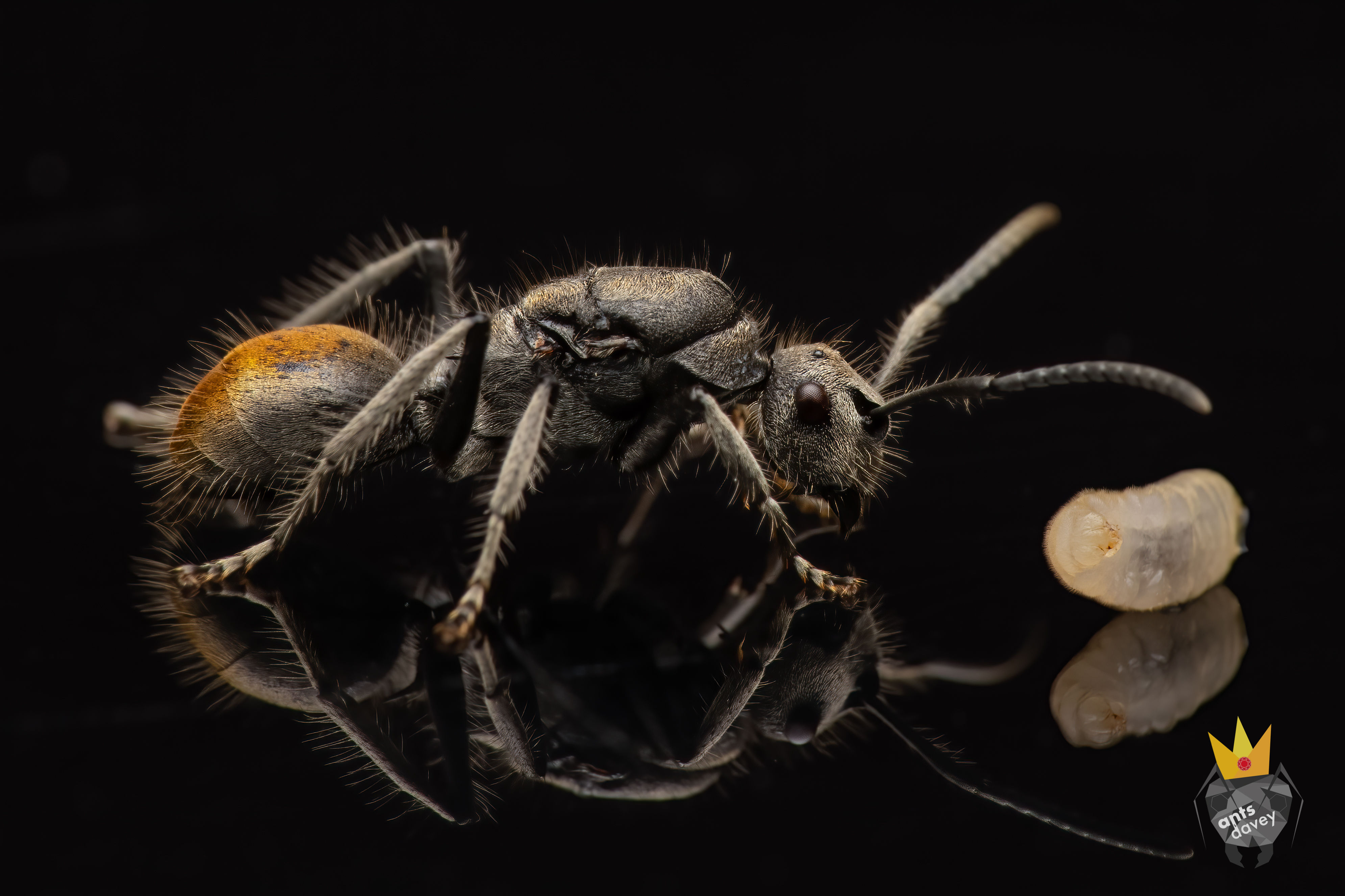 Polyrhachis vermiculosa (Golden-Tailed Spiny Ant)