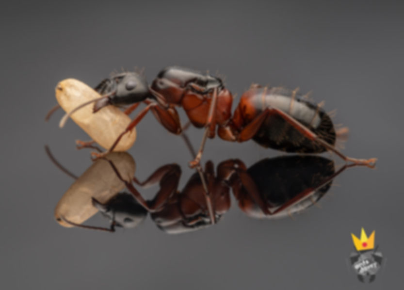 Camponotus vicinus