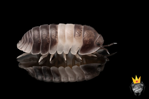 Panda King Isopod Clean up Crew AntsDavey panda-king-isopod-clean-up-crew-antsdavey