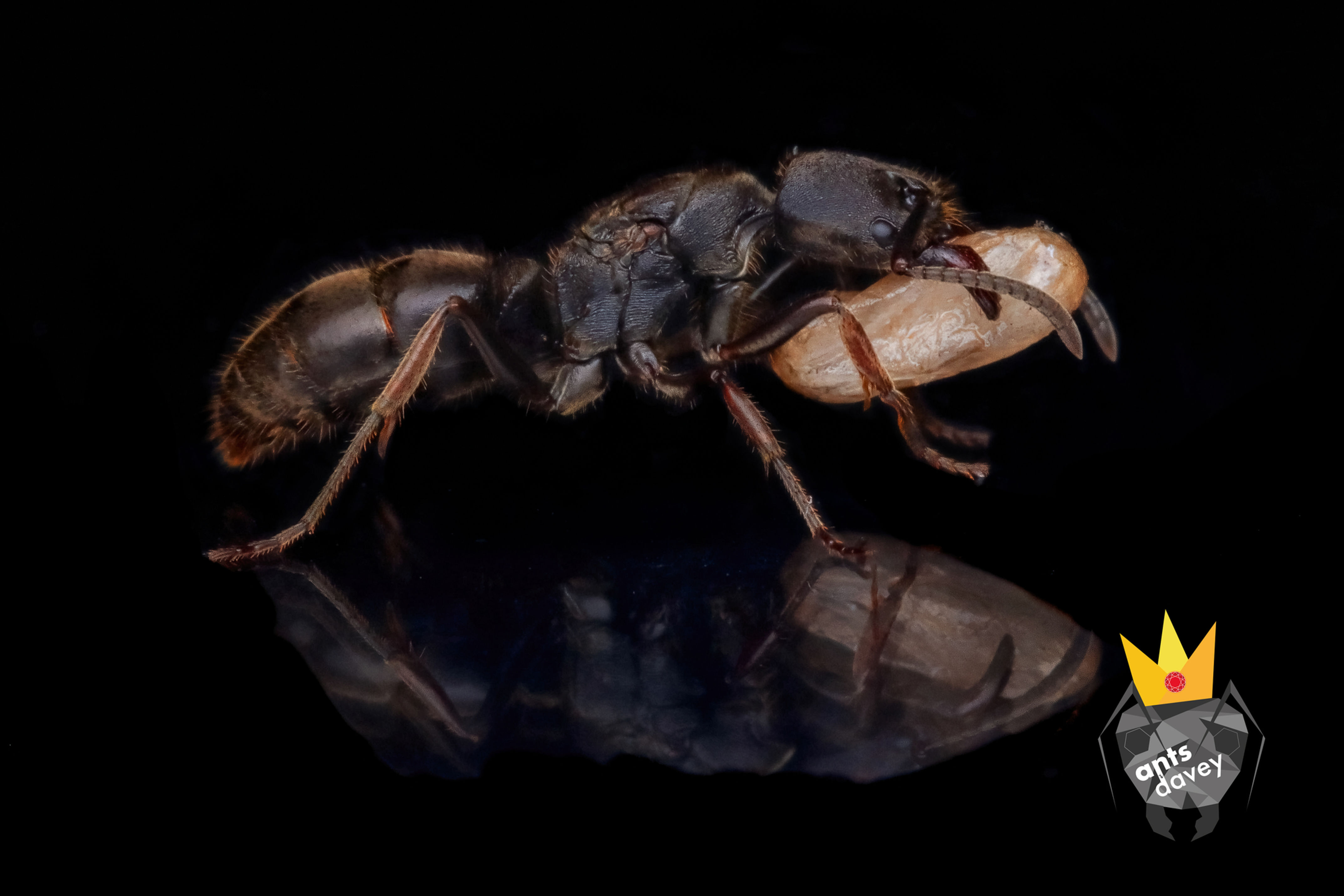 Ectomyrmex queen carrying brood