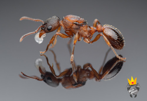 Myrmica Rubra AntsDavey myrmica-rubra-antsdavey