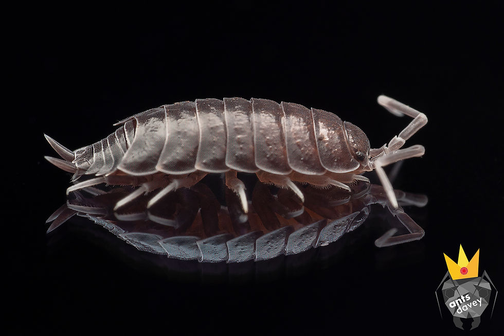 Tropical Grey side view