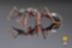 Thumbnail: Myrmecia forficata