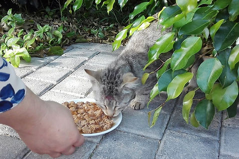 gatinho pestana2.jpg