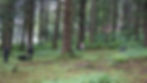Volunteers clear a wooded section of the Lawson Creek cemeteries in Douglas on June 27, 2026. (Ellie Ruel / Juneau Independent)