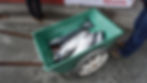 A wheelbarrow full of salmon at Amalga Harbor on Sunday, Aug. 10, 2025. (Ellie Ruel / Juneau Independent)