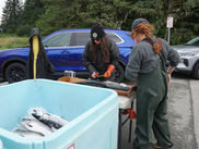 King salmon sports fishing closed from April 1 to June 14