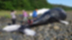 The necropsy team examines the humpback whale calf. Line from the peduncle of the animal was attached by the response team to help maneuver the animal on to the shore. (NOAA Fisheries, David Gann, taken under NOAA Permit # 24359)