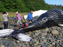 Cause of death for humpback whale calf found dead in Gastineau Channel this summer inconclusive