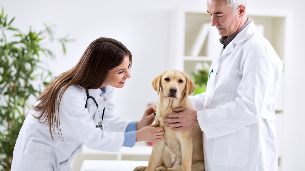 HHO11#Veterinarians, Animal Hospitals & Clinics.png