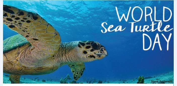 Happy World Sea Turtle Day Help Protect Sea Turtles - 