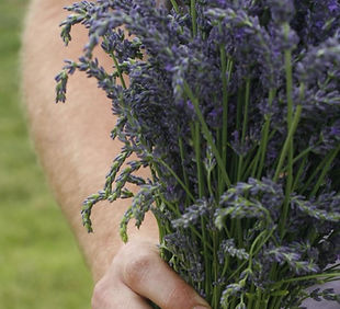 lavender pic_edited_edited.jpg