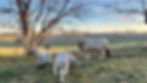 meet our sheep on the tours