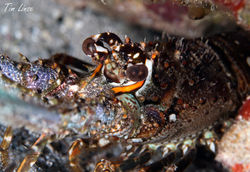 Spiney Lobster at the Pier